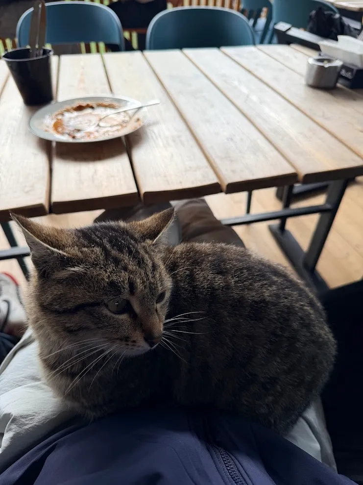 撸撸猫